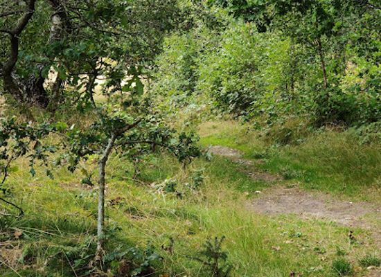 denmark/mols-bjerge/attraction/trehoje-plantage