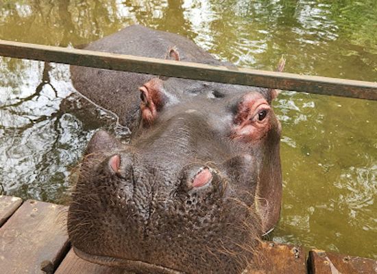 south-africa/lowveld/landmark/jessica-the-hippo