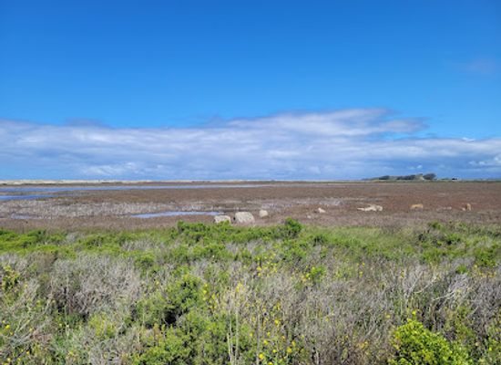 california/salinas-valley/landmark/salinas-river-national-wildlife-refuge