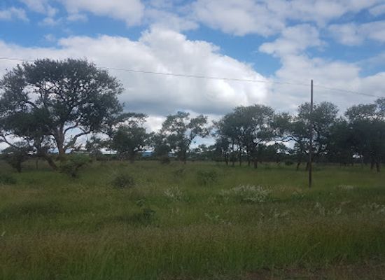 eswatini/mkhomazi-river-basin/landmark/hlane-royal-national-park