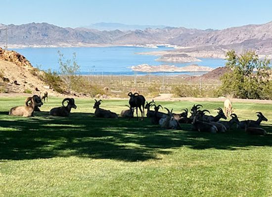 nevada/boulder-city/landmark/hemenway-park