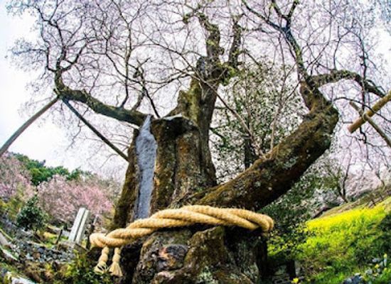 japan/shikoku/landmark/hyotan-sakura-park