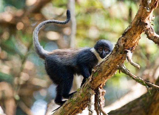 rwanda/nyagatare/landmark/nyungwe-national-park-rwanda
