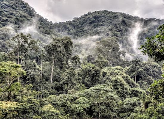 uganda/west-nile/landmark/bwindi-impenetrable-forest-national-park