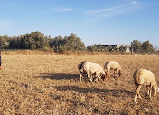 israel/southern-district/landmark/kfar-darom-old