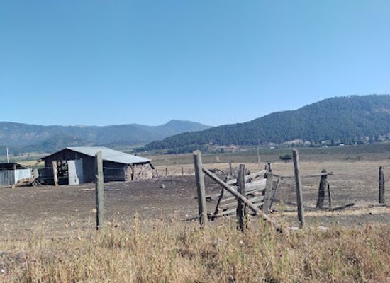 chile/biobio-region/landmark/reserva-nacional-alto-biobio