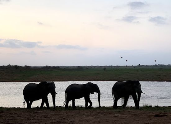 south-africa/elephant-coast/landmark/andbeyond-phinda-private-game-reserve