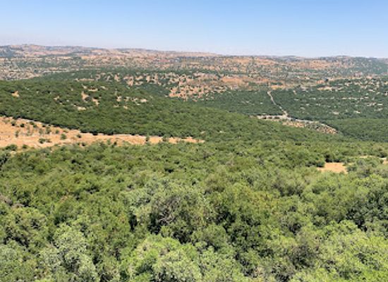 jordan/ajloun-highlands/landmark/ajloun-forest-reserve-restaurant