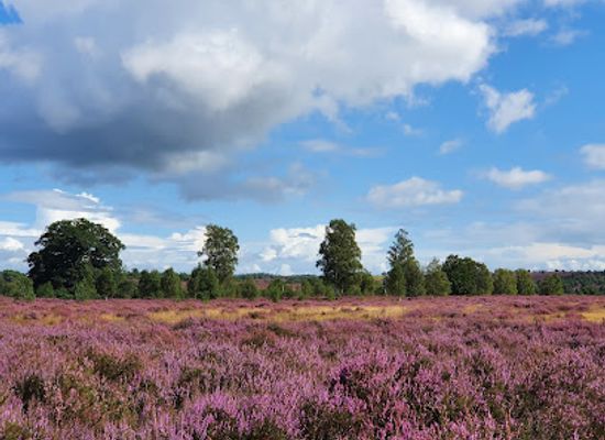 netherlands/sallandse-heuvelrug-national-park/landmark/sallandse-heuvelrug