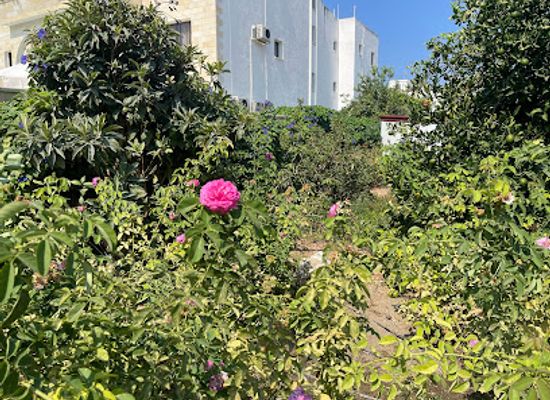 cyprus/polis-chrysochous/landmark/polis-garden-restaurant