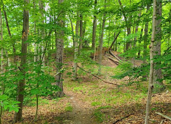 michigan/traverse-city/landmark/protected-native-american-trail-marker-tree