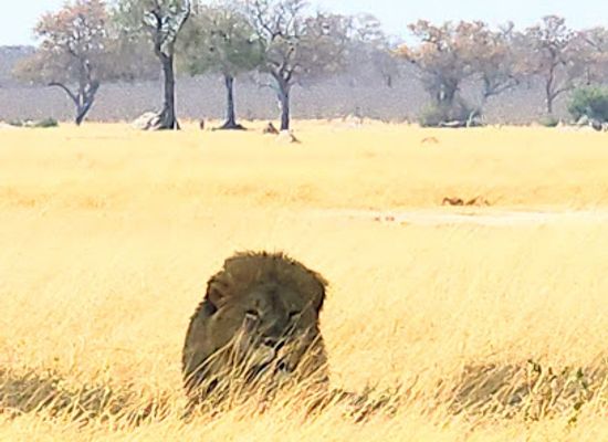 zimbabwe/matabeleland-north/landmark/ngweshla-pan