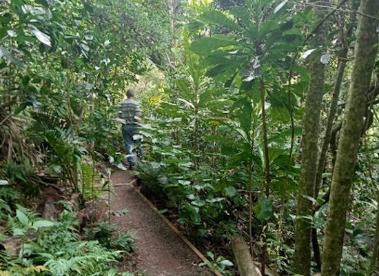 norfolk-island/middlegate/landmark/botanic-garden