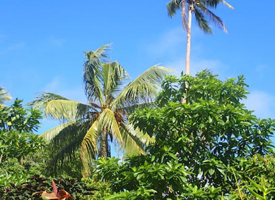 solomon-islands/rennell-and-bellona/landmark/bellona-island