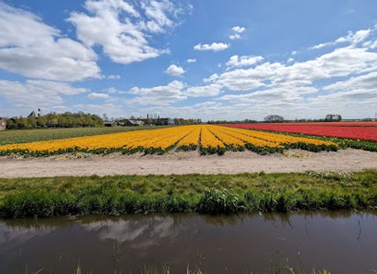 netherlands/bollenstreek/landmark/museum-black-tulip