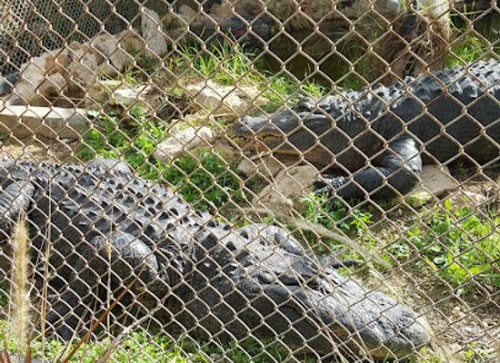 israel/negev/landmark/negev-zoo
