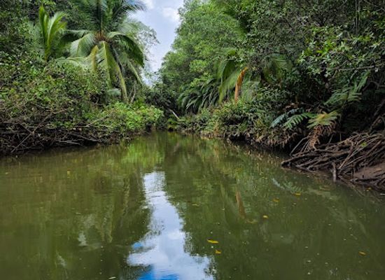 costa-rica/south-pacific/landmark/mangrove-boat-tour