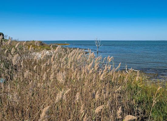 new-york/fire-island/landmark/sunken-forest