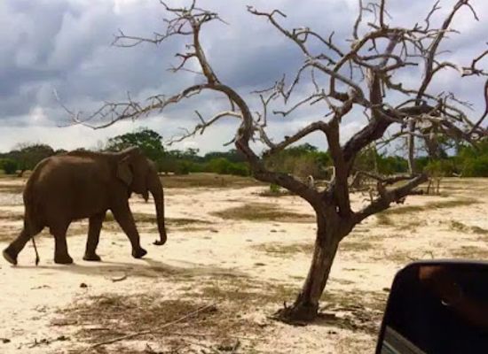sri-lanka/ampara-district/landmark/kumana-national-park-safari