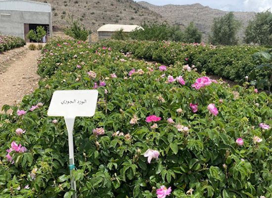 oman/jebel-akhdar/landmark/al-jabal-al-akhdar-rose-water-plant