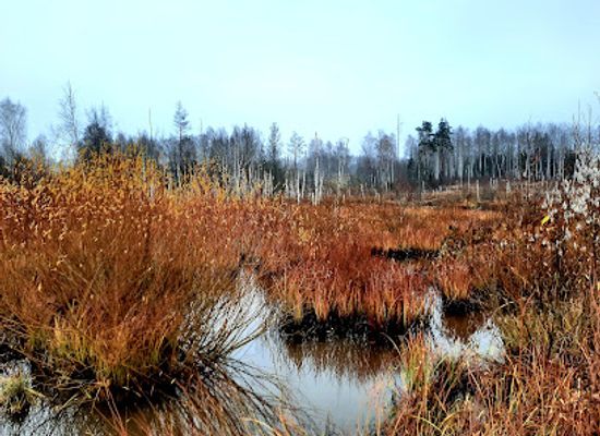 latvia/teici-nature-reserve/landmark/former-ergli-railway-station
