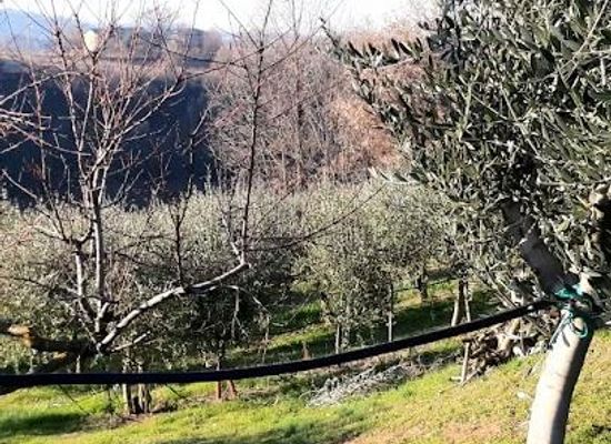 italy/bologna/landmark/castelvetro-di-modena