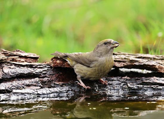 netherlands/gelderland/landmark/vogelkijkhut-schaarsbergen