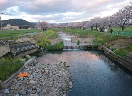 japan/chikuzen/landmark/kusaba-river-cherry-blossom-trees