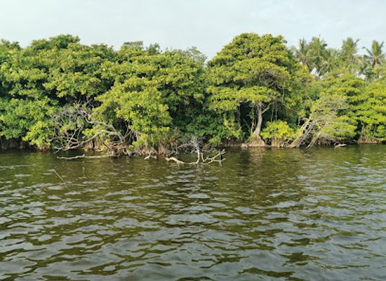 sri-lanka/mirissa/landmark/mirissa-eco-lagoon-tours
