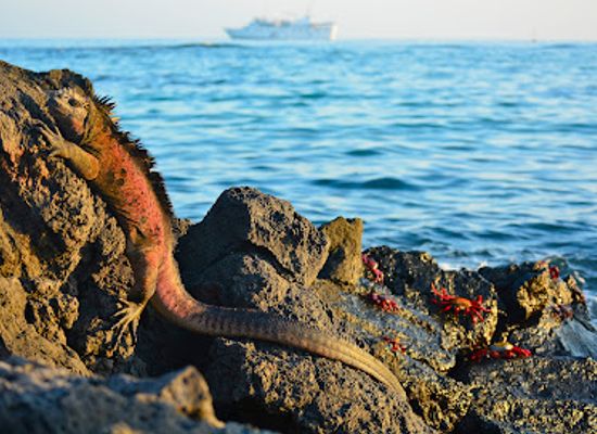ecuador/galapagos-islands/landmark/charles-darwin-research-station