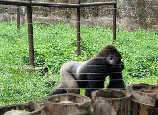 cameroon/dja-faunal-reserve/landmark/limbe-wildlife-centre