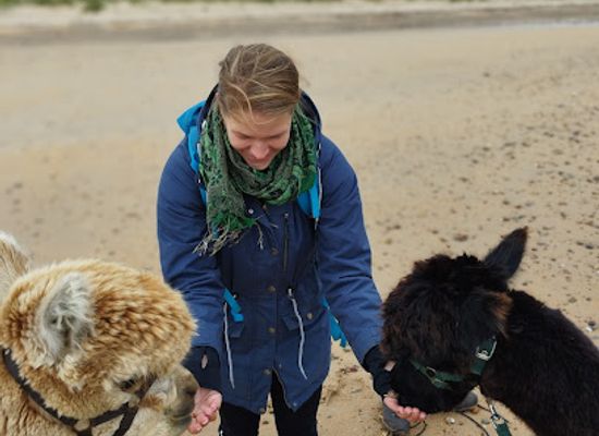 ireland/achill-island/landmark/achillislandalpacas