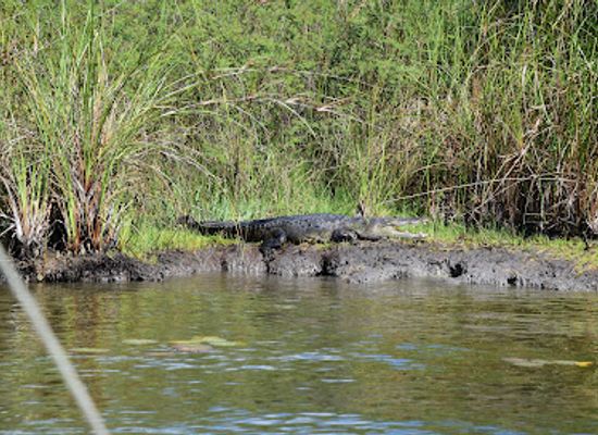 belize/western-belize/landmark/new-river