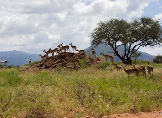kenya/eastern-region/landmark/tsavo-east-national-park