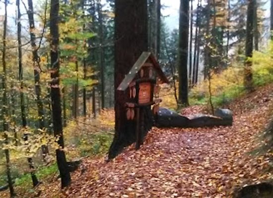 germany/black-forest/landmark/tallest-tree-in-germany