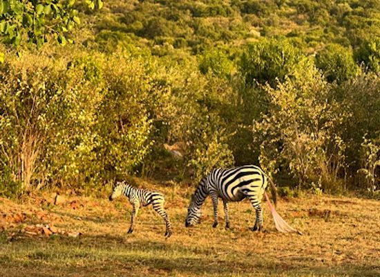 kenya/maasai-mara/landmark/nashulai-maasai-conservancy