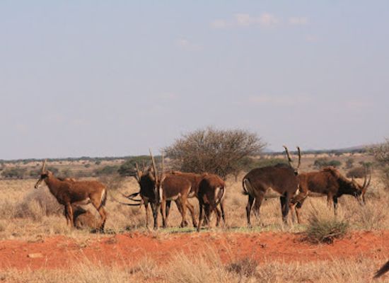 south-africa/northern-cape/landmark/mokala-national-park