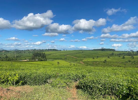 malawi/zomba-plateau/landmark/thyolo-tea-estate
