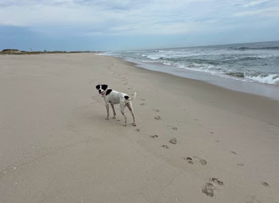 new-jersey/island-beach-state-park/landmark/nj-governor-s-summer-mansion