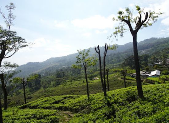 sri-lanka/badulla-district/landmark/thangamale-sanctuary