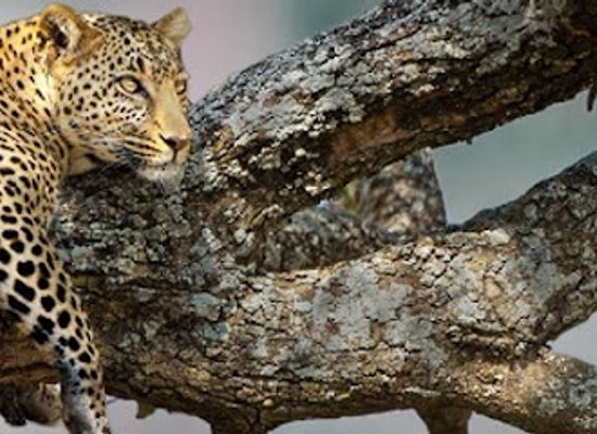 tanzania/northern-zone/landmark/tanzania-adventure-tanzania-tour-operator-tanzania-2000-adventure