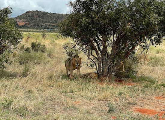 kenya/mombasa/landmark/f-king-s-tours-safaris