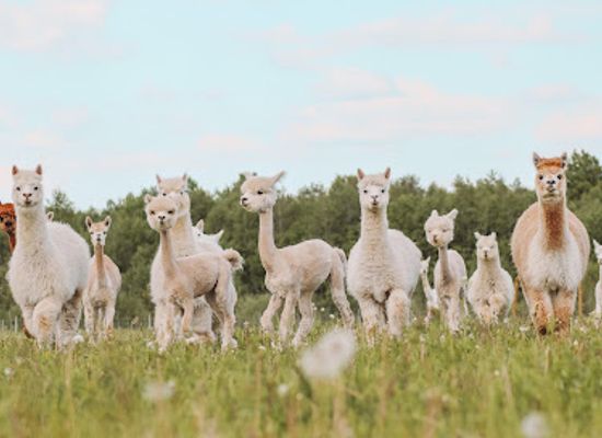 estonia/hiiumaa-island/landmark/alpakafarm-ou