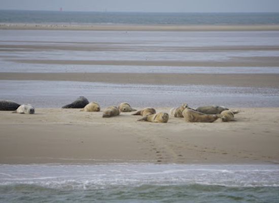 netherlands/wadden-islands/landmark/engelschhoek