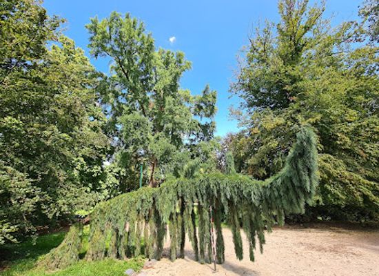 france/nancy/rives-de-meurthe/landmark/spektakularer-baum