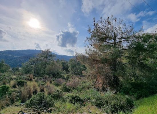cyprus/machairas-mountains/landmark/machairas-lazania-nature-trail