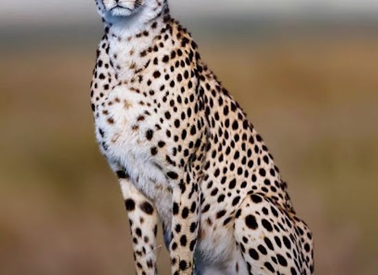 tanzania/masai-steppe/landmark/cheetah-s-rock