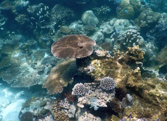 palau/ngeruangel-reef/landmark/german-channel