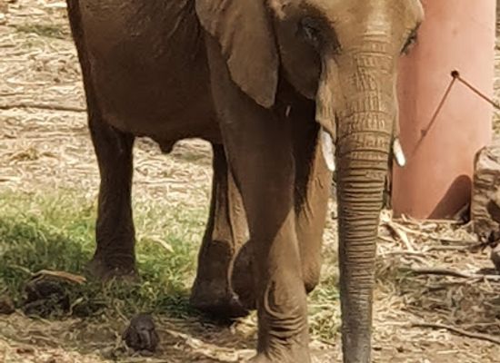 mali/koulikoro-region/landmark/zoo-national-du-mali