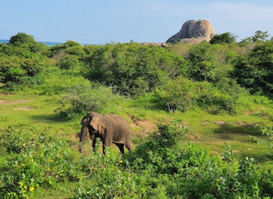 sri-lanka/moneragala-district/landmark/yala-national-park